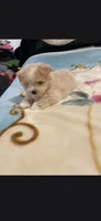 Koby, a male Maltipoo for sale in Snohomish, WA – 2 of 4