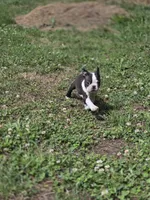 Tete, a female Boston Terrier for sale in Snohomish, WA – 4 of 6