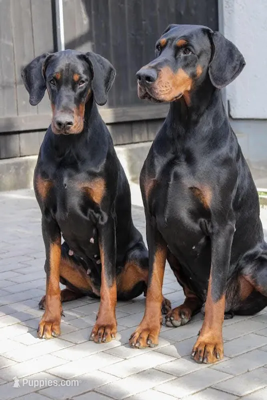 Bella – Doberman Pinscher puppy for sale in Snohomish, WA