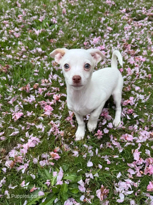 Max, a male Chihuahua for sale in Snohomish, WA – Photo 1 of 1
