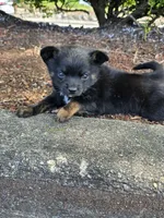 Estrella , a female Affenpinscher for sale in Snohomish, WA – 2 of 2