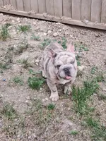 Chula, a female French Bulldog for sale in Snohomish, WA – 2 of 9