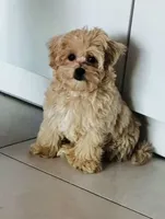 Koby, a male Maltipoo for sale in Snohomish, WA – 3 of 4
