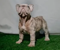 Kahia, a female French Bulldog for sale in Snohomish, WA – 4 of 5
