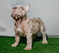 Kahia, a female French Bulldog for sale in Snohomish, WA – 5 of 5