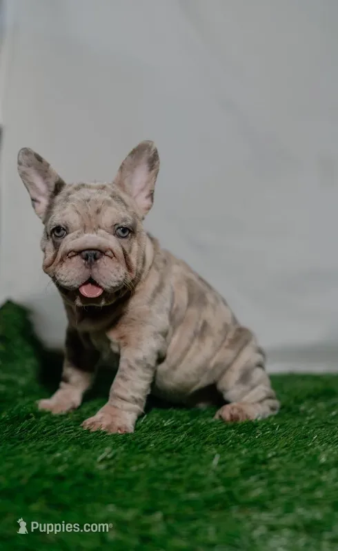 Kahia, a female French Bulldog for sale in Snohomish, WA – 1 of 5
