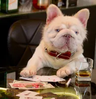 Kahia, a female French Bulldog for sale in Snohomish, WA – 8 of 8