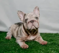 Kahia, a female French Bulldog for sale in Snohomish, WA – 3 of 5