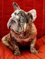 Kahia, a female French Bulldog for sale in Snohomish, WA – 2 of 5