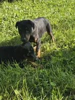 Bella, a female Doberman Pinscher for sale in Snohomish, WA – 2 of 3