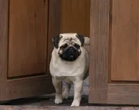 Paul, a male Pug for sale in Snohomish, WA – 6 of 7
