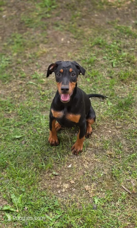Diana – Doberman Pinscher puppy for sale in Snohomish, WA