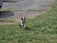 Tete, a female Boston Terrier for sale in Snohomish, WA – 3 of 6
