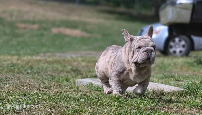 Chula – French Bulldog puppy for sale in Snohomish, WA
