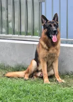 Romulo, a male German Shepherd Dog for sale in Snohomish, WA – 4 of 6