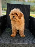 Koby, a male Maltipoo for sale in Snohomish, WA – 4 of 4