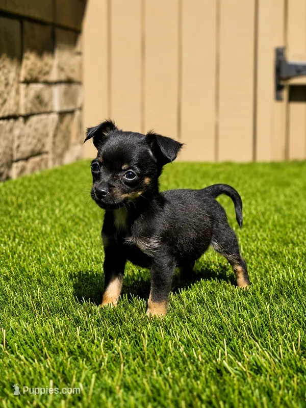 Oreo – Chihuahua puppy for sale in Snohomish, WA
