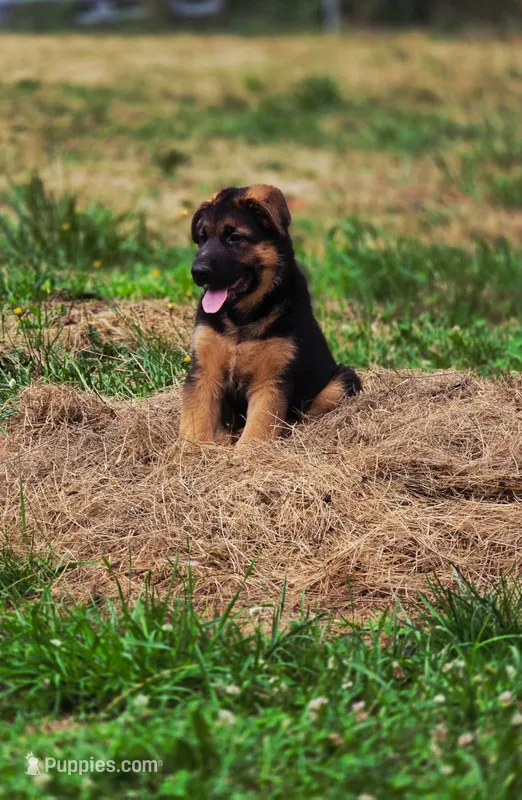 Romulo – German Shepherd Dog puppy for sale in Snohomish, WA