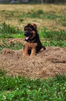 Romulo, a male German Shepherd Dog for sale in Snohomish, WA – 1 of 6