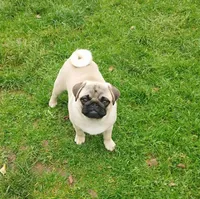 Paul, a male Pug for sale in Snohomish, WA – 5 of 7