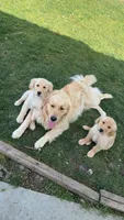 Toby, a male English Cream Golden Retriever for sale in Snohomish, WA – 2 of 3