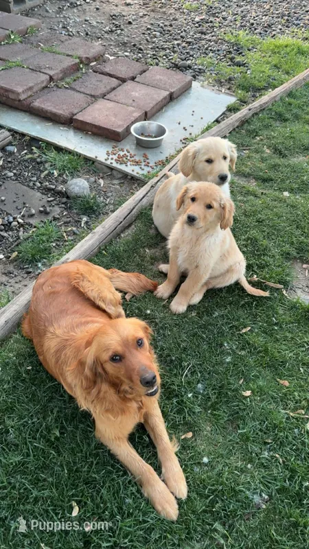 Toby – English Cream Golden Retriever puppy for sale in Snohomish, WA