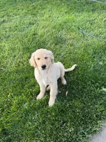 Toby, a male English Cream Golden Retriever for sale in Snohomish, WA – 3 of 3