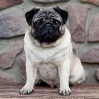 Pilas, a male Pug for sale in Snohomish, WA – 5 of 7