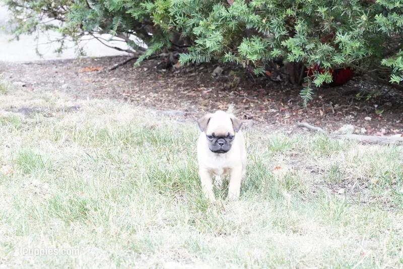 Pedro, a male Pug for sale in Snohomish, WA – 1 of 7