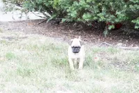 Pedro, a male Pug for sale in Snohomish, WA – 1 of 7