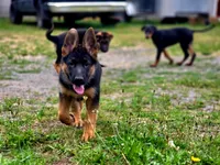 Remo, a male German Shepherd Dog for sale in Snohomish, WA – 3 of 6