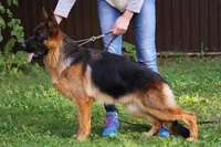 Remo, a male German Shepherd Dog for sale in Snohomish, WA – 6 of 6