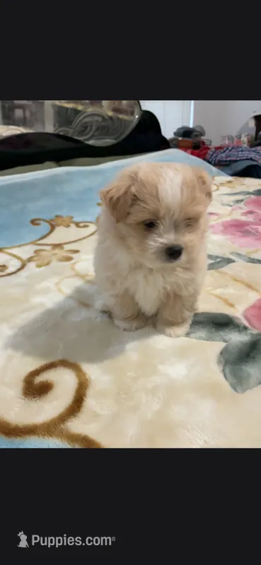 Koby – Maltipoo puppy for sale in Snohomish, WA
