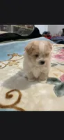 Koby, a male Maltipoo for sale in Snohomish, WA – 1 of 4
