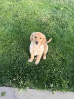 Bruno, a male English Cream Golden Retriever for sale in Snohomish, WA – 3 of 3