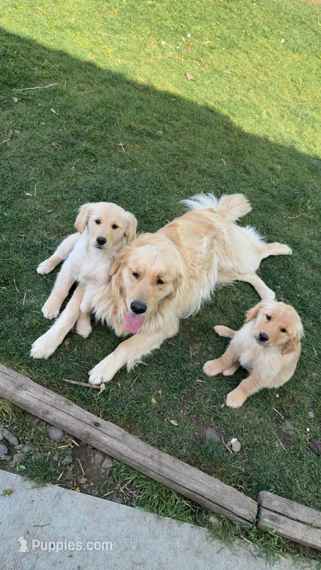 Bruno – English Cream Golden Retriever puppy for sale in Snohomish, WA