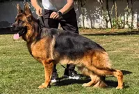 Remo, a male German Shepherd Dog for sale in Snohomish, WA – 5 of 6
