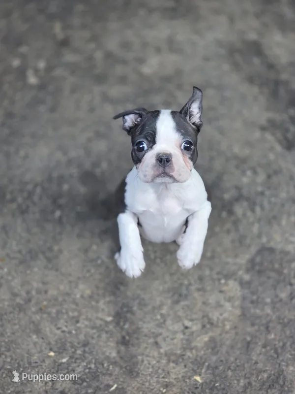 Tete – Boston Terrier puppy for sale in Snohomish, WA