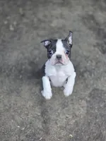 Tete, a female Boston Terrier for sale in Snohomish, WA – 1 of 6