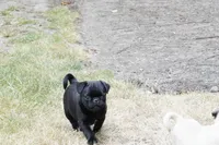 Pilas, a male Pug for sale in Snohomish, WA – 4 of 7