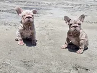Perla, a female French Bulldog for sale in Snohomish, WA – 8 of 8