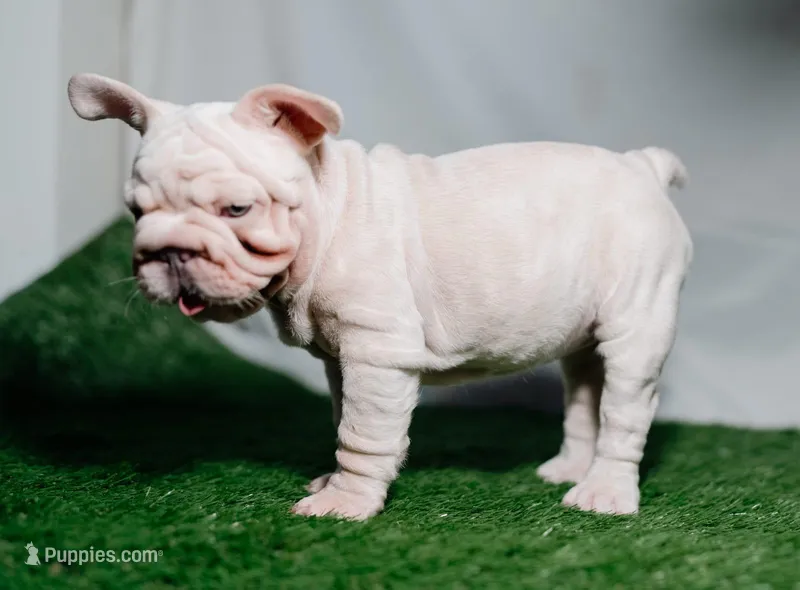 Perla – French Bulldog puppy for sale in Snohomish, WA