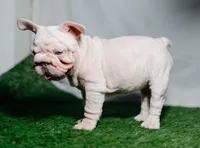 Perla, a female French Bulldog for sale in Snohomish, WA – 1 of 4