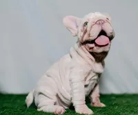 Perla, a female French Bulldog for sale in Snohomish, WA – 3 of 4