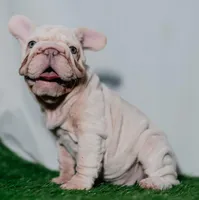 Perla, a female French Bulldog for sale in Snohomish, WA – 2 of 4
