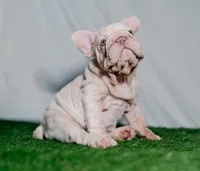 Perla, a female French Bulldog for sale in Snohomish, WA – 4 of 4