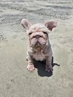 Perla, a female French Bulldog for sale in Snohomish, WA – 7 of 8