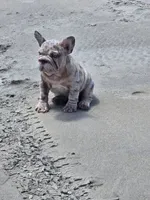 Isabella, a female French Bulldog for sale in Snohomish, WA – 3 of 3