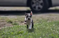 Toto, a male Boston Terrier for sale in Snohomish, WA – 2 of 4
