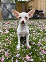 Kaysa , a female Chihuahua for sale in Snohomish, WA – Photo 2 of 2